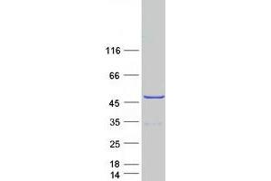 Western Blotting (WB) image for DEP Domain Containing mTOR-Interacting Protein (DEPTOR) protein (Myc-DYKDDDDK Tag) (ABIN2719400)