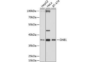 Western blot analysis of extracts of various cell lines, using GNB1 antibody (ABIN6129389, ABIN6141219, ABIN6141220 and ABIN6219000) at 1:1000 dilution. (GNB1 抗体  (AA 1-340))