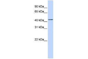 WB Suggested Anti-ACTR2 Antibody Titration:  0. (ACTR2 抗体  (Middle Region))