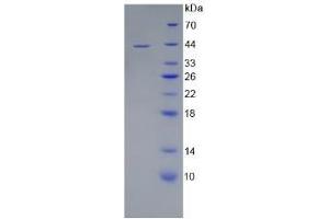 SDS-PAGE of Protein Standard from the Kit  (Highly purified E.