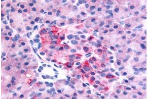 Anti-GPR35 antibody  ABIN1048806 IHC staining of human pancreas. (GPR35 抗体  (C-Term))