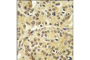 Image no. 1 for anti-Kruppel-Like Factor 10 (KLF10) (AA 19-49), (N-Term) antibody (ABIN360044) (KLF10/TIEG1 抗体  (N-Term))