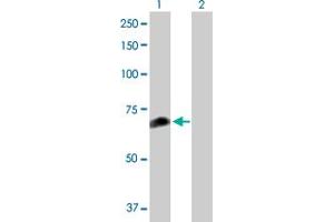 Western Blot analysis of FANCC expression in transfected 293T cell line by FANCC MaxPab polyclonal antibody. (FANCC 抗体  (AA 1-558))
