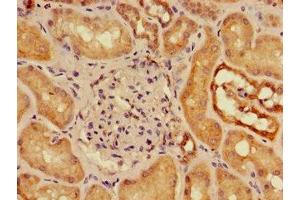 Immunohistochemistry of paraffin-embedded human kidney tissue using ABIN7160177 at dilution of 1:100
