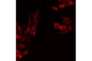 ABIN6275243 staining Hela by IF/ICC. (MRPL39 抗体  (C-Term))