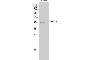 Western Blotting (WB) image for anti-Mortality Factor 4 Like 1 (MORF4L1) (Internal Region) antibody (ABIN3185629) (MORF4L1 抗体  (Internal Region))