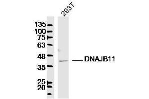 293T lysates probed with DNAJB11 Polyclonal Antibody, Unconjugated  at 1:300 dilution and 4˚C overnight incubation. (DNAJB11 抗体  (AA 25-130))