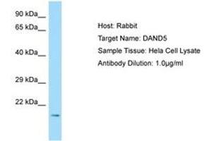 Image no. 1 for anti-DAN Domain Family, Member 5 (DAND5) (N-Term) antibody (ABIN6750048) (DAND5 抗体  (N-Term))