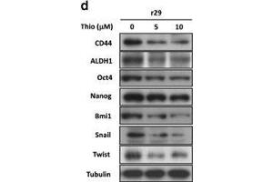 Western Blotting (WB) image for anti-CD44 (CD44) antibody (ABIN2855292)