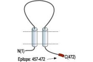 Purinergic Receptor P2X, Ligand Gated Ion Channel 2 (P2RX2) peptide