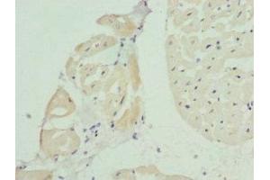 Immunohistochemistry of paraffin-embedded human heart tissue using ABIN7145177 at dilution of 1:100 (BCAP29 抗体  (AA 125-241))