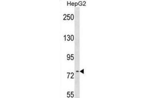 Western Blotting (WB) image for anti-RRN3 RNA Polymerase I Transcription Factor (RRN3) antibody (ABIN2999362) (RRN3 抗体)