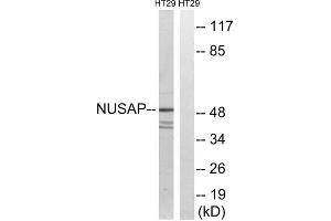 Western blot analysis of extracts from HT-29 cells, using NUSAP1 antibody. (NUSAP1 抗体  (C-Term))