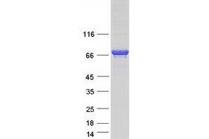 KLC4 Protein (Transcript Variant 1) (Myc-DYKDDDDK Tag)