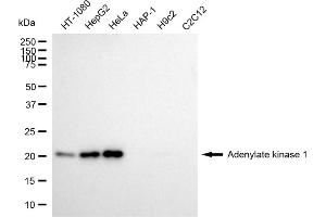 Western blotting analysis using Adenylate kinase 1 antibody (ABIN7797519). (Adenylate Kinase 1 抗体)