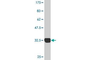 Western Blot detection against Immunogen (32. (SH3G2 抗体  (AA 64-124))