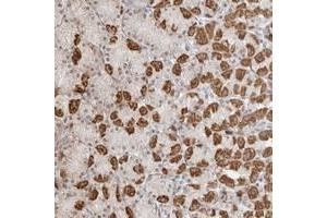 Immunohistochemical staining of human stomach with POLR3GL polyclonal antibody  strong cytoplasmic positivity in glandular cells at 1:1000-1:2500 dilution. (POLR3GL 抗体)