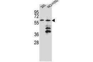 PRAMEF12 Antibody (Center) western blot analysis in 293,NCI-H292 cell line lysates (35µg/lane). (PRAMEF12 抗体  (Middle Region))