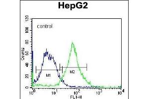 FNDC7 Antibody (C-term) (ABIN656212 and ABIN2845530) flow cytometric analysis of K562 cells (right histogram) compared to a negative control cell (left histogram).