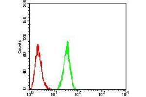 Flow cytometric analysis of HeLa cells using HDAC4 mouse mAb (green) and negative control (red). (HDAC4 抗体  (AA 456-592))