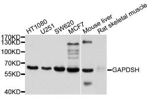 Western blot analysis of extracts of various cell lines, using GAPDHS antibody.