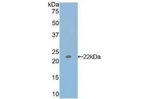 Detection of Recombinant IL17, Canine using Polyclonal Antibody to Interleukin 17 (IL17) (IL-17 抗体  (AA 1-155))