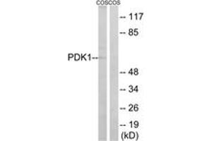 Western blot analysis of extracts from COS cells, using PDK1 (Ab-9) Antibody. (PDPK1 抗体  (AA 1-50))