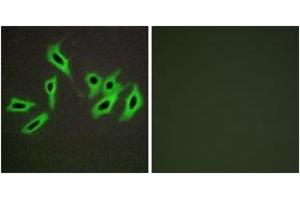 Immunofluorescence (IF) image for anti-serpin Peptidase Inhibitor, Clade D (Heparin Cofactor), Member 1 (SERPIND1) (AA 41-90) antibody (ABIN2889379) (SERPIND1 抗体  (AA 41-90))