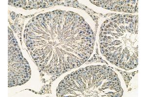 Rpb1 CTD Mouse Monoclonal Antibody at 1/100 staining rat testis tissue by IHC-P. (Rpb1 CTD 抗体)