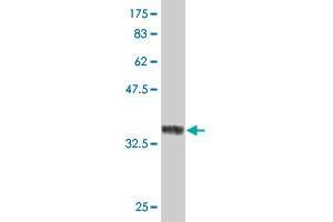 Western Blot detection against Immunogen (36. (RUNX2 抗体  (AA 251-350))