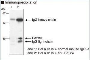 Western Blotting (WB) image for anti-Proteasome (Prosome, Macropain) Activator Subunit 1 (PA28 Alpha) (PSME1) antibody (ABIN1449243) (PSME1 抗体)