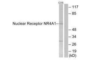 Western blot analysis of extracts from COS-7 cells, using Nuclear Receptor NR4A1 (Ab-351) antibody. (NR4A1 抗体  (Ser351))