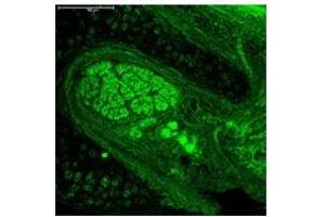 Sample Type:  Mouse Cochlea   Dilution:  1:500 (Neurogenin 1 抗体  (C-Term))