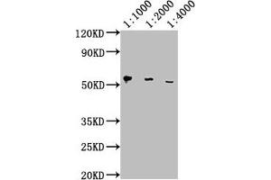 Western Blot Positive WB detected in: Hela whole cell lysate All lanes: PD-L1 antibody at 1:1000, 1:2000, 1:4000 Secondary Goat polyclonal to Mouse IgG at 1/10000 dilution Predicted band size: 33 kDa Observed band size: 55 kDa (PD-L1 抗体  (AA 19-238))