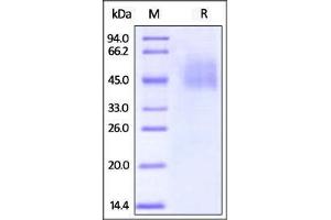 SDS-PAGE (SDS) image for V-Set Domain Containing T Cell Activation Inhibitor 1 (VTCN1) (AA 29-258) (Active) protein (His tag,Biotin) (ABIN2870528)