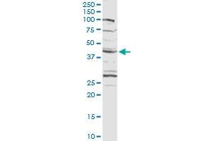 CXADR MaxPab rabbit polyclonal antibody. (Coxsackie Adenovirus Receptor 抗体  (AA 1-365))