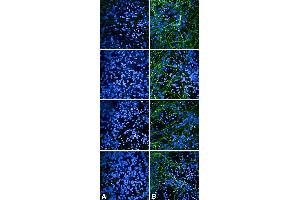 Immunocytochemistry/Immunofluorescence analysis using Rabbit Anti-Tau Monoclonal Antibody, Clone AH36 (ABIN6932888).