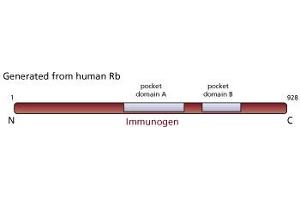 Image no. 2 for anti-Retinoblastoma 1 (RB1) (AA 514-610), (underphosphorylated) antibody (ABIN967418) (Retinoblastoma 1 抗体  (underphosphorylated))