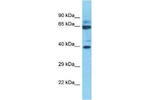 Host:  Rabbit  Target Name:  P2RX2  Sample Type:  THP-1 Whole Cell lysates  Antibody Dilution:  1. (P2RX2 抗体  (Middle Region))