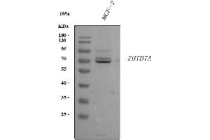 Western blot analysis of ZBTB7A using anti-ZBTB7A antibody (ABIN3044568).