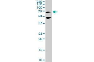 MEF2C MaxPab rabbit polyclonal antibody. (MEF2C 抗体  (AA 1-469))