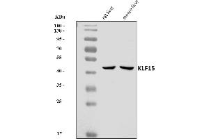 Western blot analysis of KLF15 using anti-KLF15 antibody (ABIN7599269).