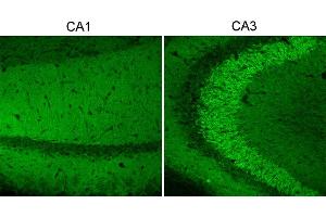 Indirect immunostaining of mouse hippocampus vibratome sections fixed with 1 % sodium-acetate at pH6 (dilution 1 :500). (UNC13A/Munc13-1 抗体  (AA 3-317))