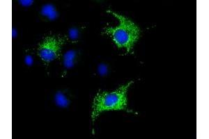 Immunofluorescence (IF) image for anti-Cytochrome C Oxidase Subunit VIa Polypeptide 1 (COX6A1) antibody (ABIN1497584) (COX6A1 抗体)