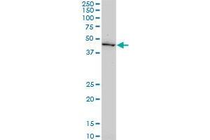 GDF11 monoclonal antibody (M03), clone 1E6. (GDF11 抗体  (AA 310-407))