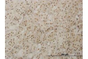 Image no. 1 for anti-Retina and Anterior Neural Fold Homeobox (RAX) (AA 104-206) antibody (ABIN466203) (RAX 抗体  (AA 104-206))