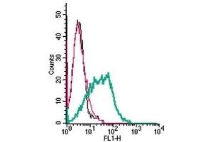 Cell surface detection of Histamine H1 Receptor in live intact human MEG-01 megakaryoblastic leukemia cells: (black line) Cells. (HRH1 抗体  (2nd Extracellular Loop))