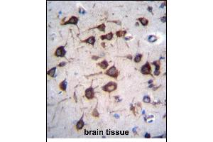 EEF1A2 Antibody (C-term) (ABIN656488 and ABIN2845765) immunohistochemistry analysis in formalin fixed and paraffin embedded human brain tissue followed by peroxidase conjugation of the secondary antibody and DAB staining. (EEF1A2 抗体  (C-Term))