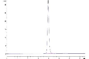 The purity of Human IL-19 is greater than 95 % as determined by SEC-HPLC. (IL-19 Protein (AA 25-177) (Fc Tag))