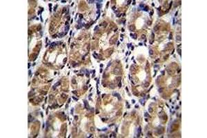 Axin-1 antibody immunohistochemistry analysis in formalin fixed and paraffin embedded human stomach tissue (Axin 抗体  (AA 710-738))
